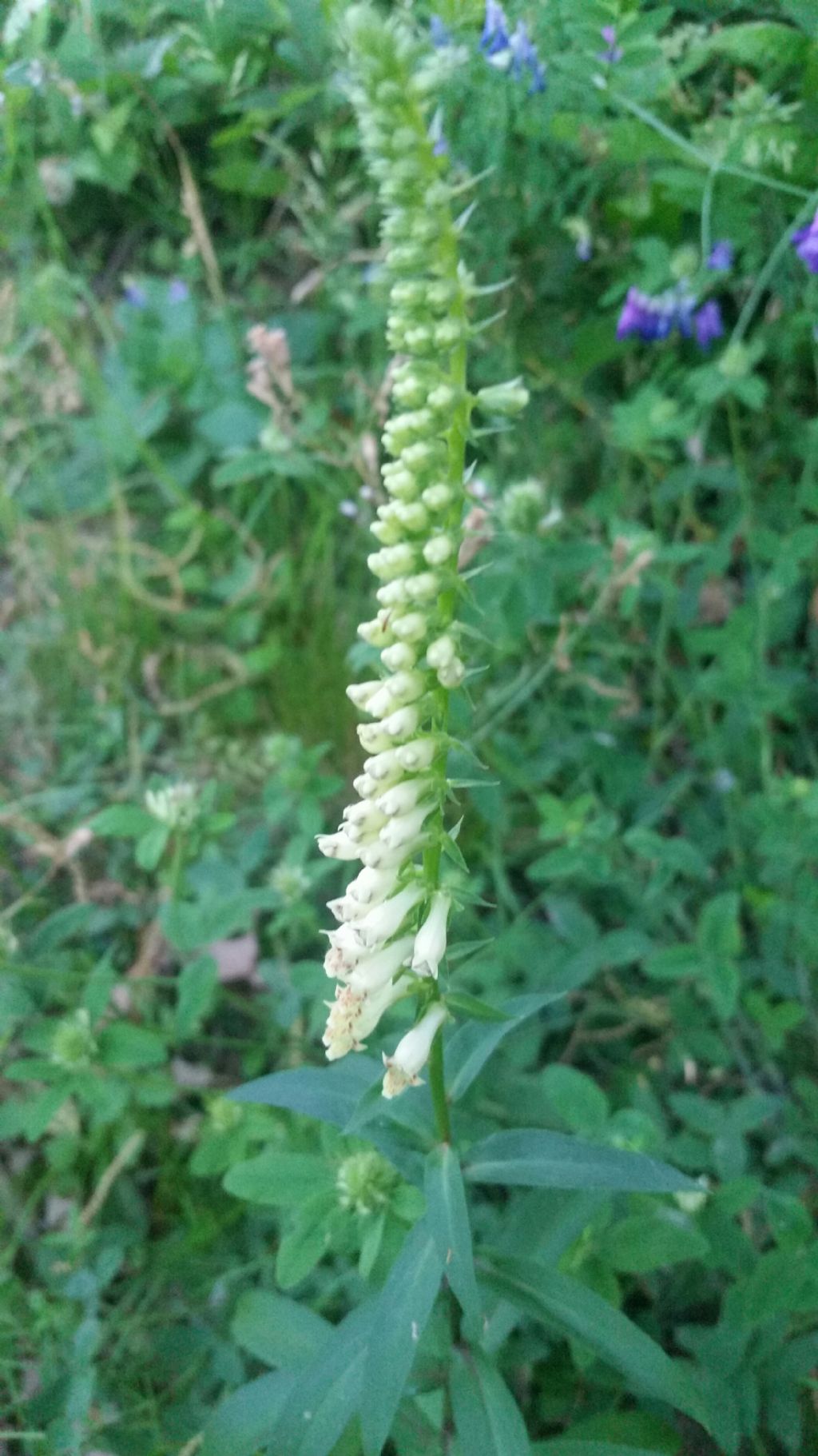 Digitalis lutea (Plantaginaceae)